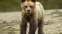 Click to watch 'Stepping Up' (popup) Wild Babies